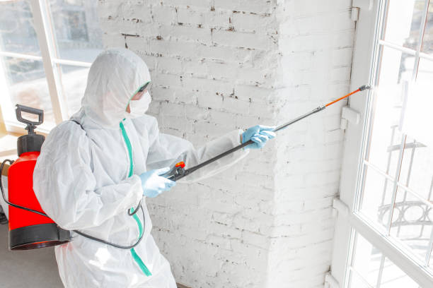 Best Environmental Consulting for Mold Prevention  in Duluth, GA